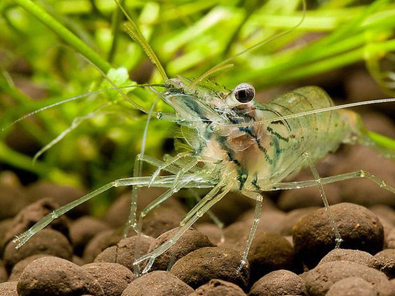 freshwater shrimp