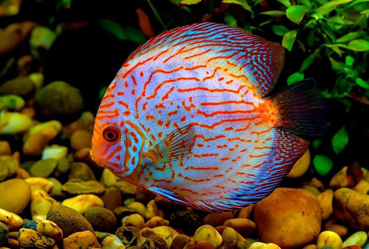  Huntington sophomore Luca D'Anna is studying the breeding habits of a high-end ornamental fish known as discus. 