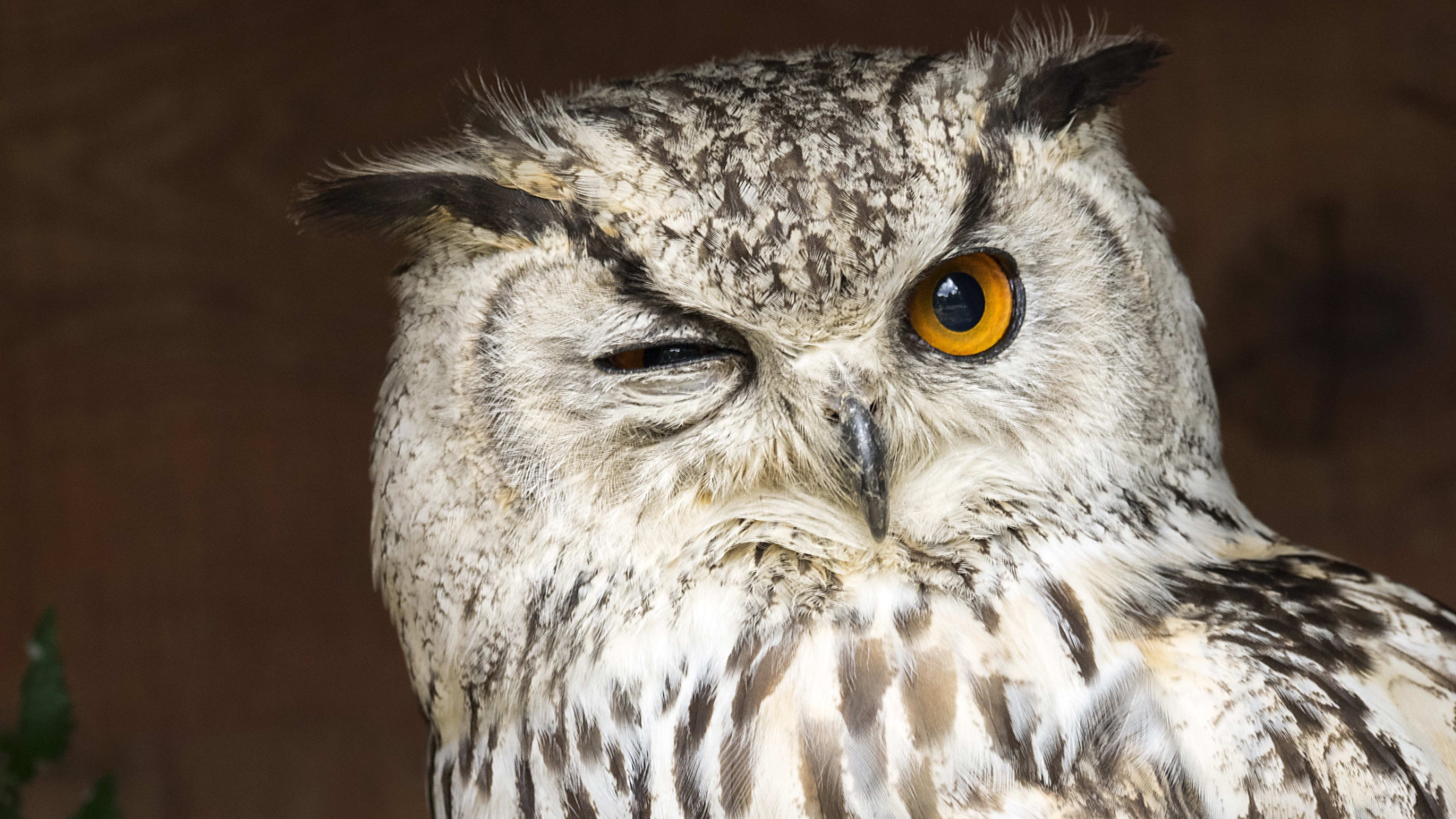  Washington third graders saw owls at Sweetbriar Nature Center   